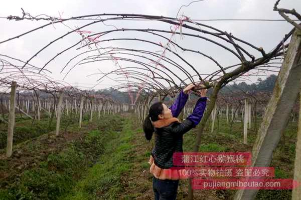 紅心獼猴桃幼樹(shù)