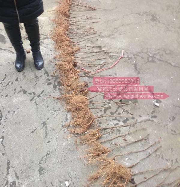 獼猴桃實生苗
