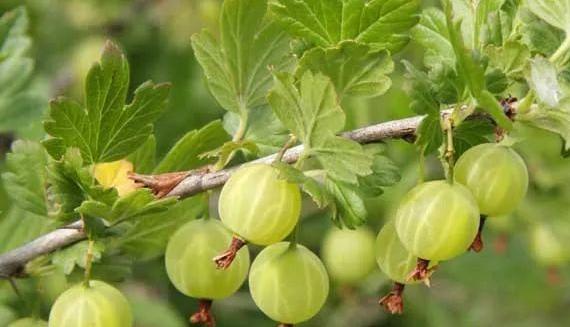 中國醋栗 中國醋栗