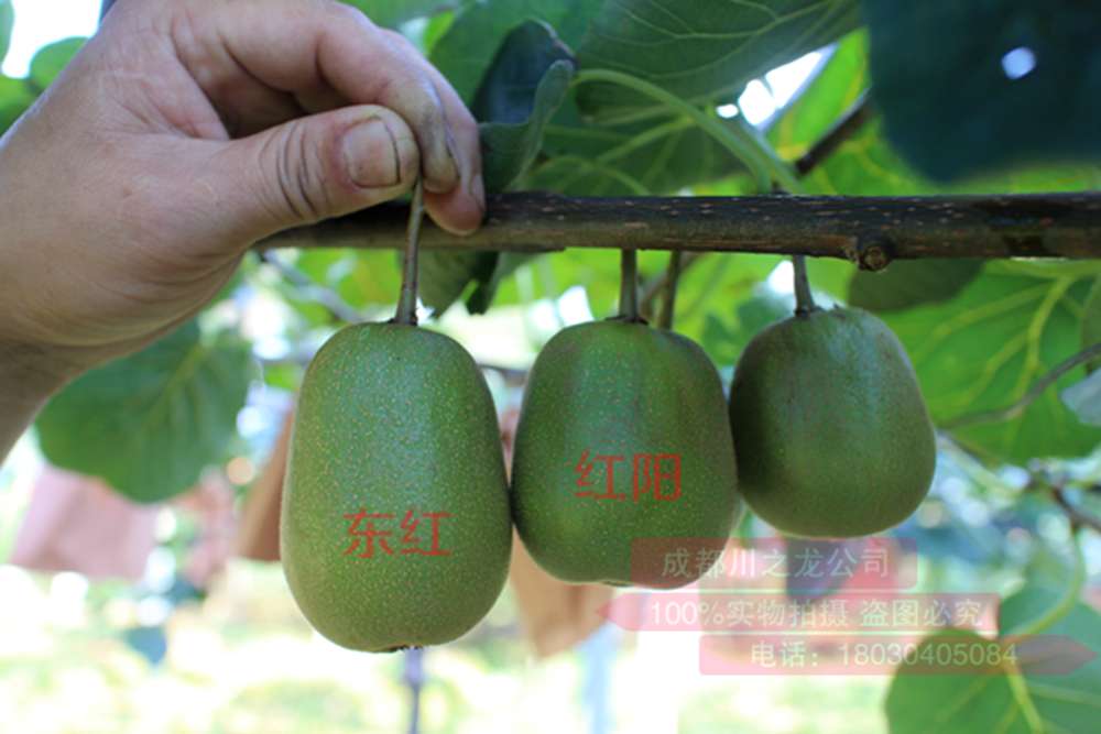 紅陽(yáng)獼猴桃