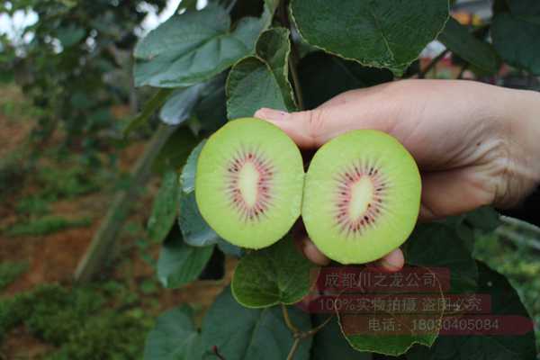 楊氏金紅50獼猴桃