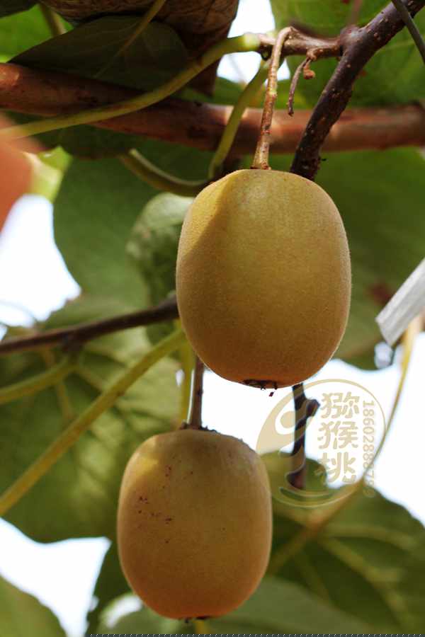 紅心獼猴桃畝產(chǎn)多少斤