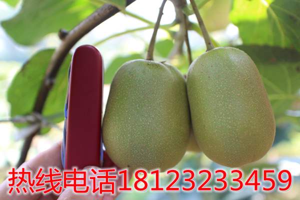 浙江紅心獼猴桃是多少錢(qián)一斤？