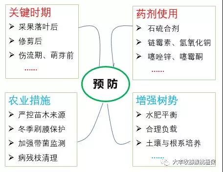 獼猴桃潰瘍病