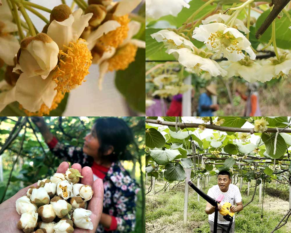 給獼猴桃授粉的圖片