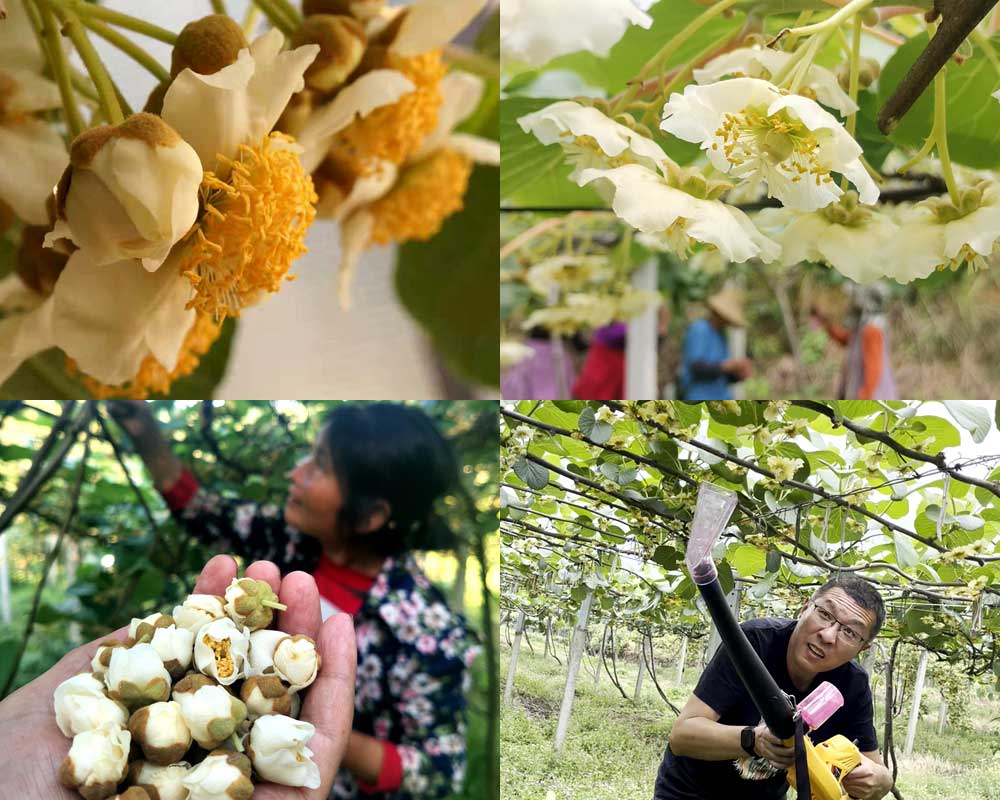 給獼猴桃授粉的圖片