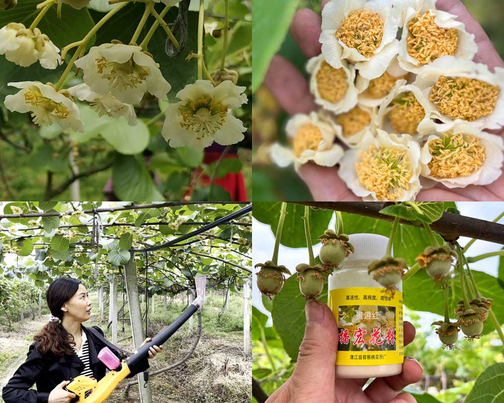 獼猴桃花粉授粉過程