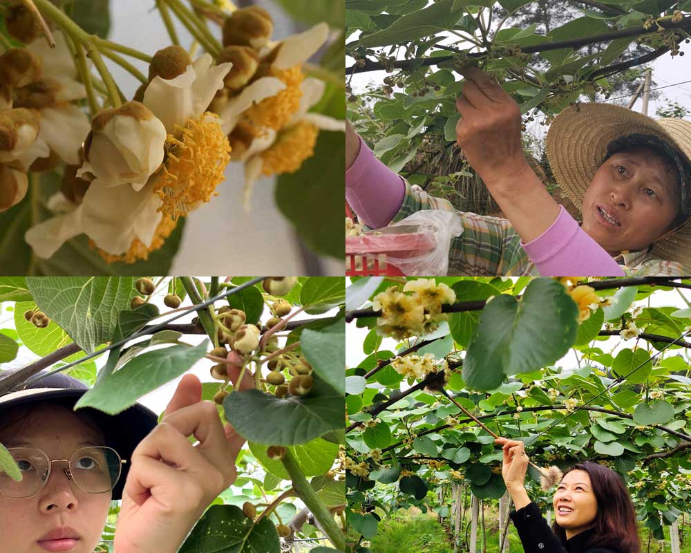 A picture of pollinating kiwi fruit
