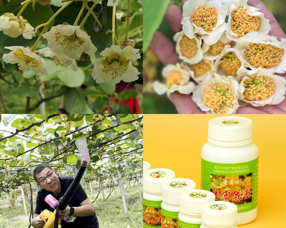 A picture of pollinating kiwi fruit