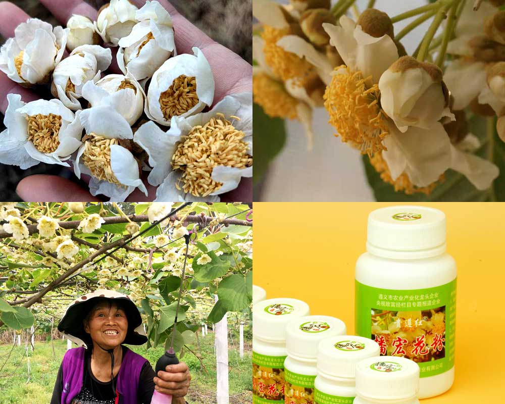 kiwi pollen blower kiwi pollen blower