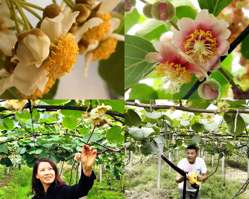 大型電動(dòng)獼猴桃授粉設(shè)備 大型電動(dòng)獼猴桃授粉設(shè)備