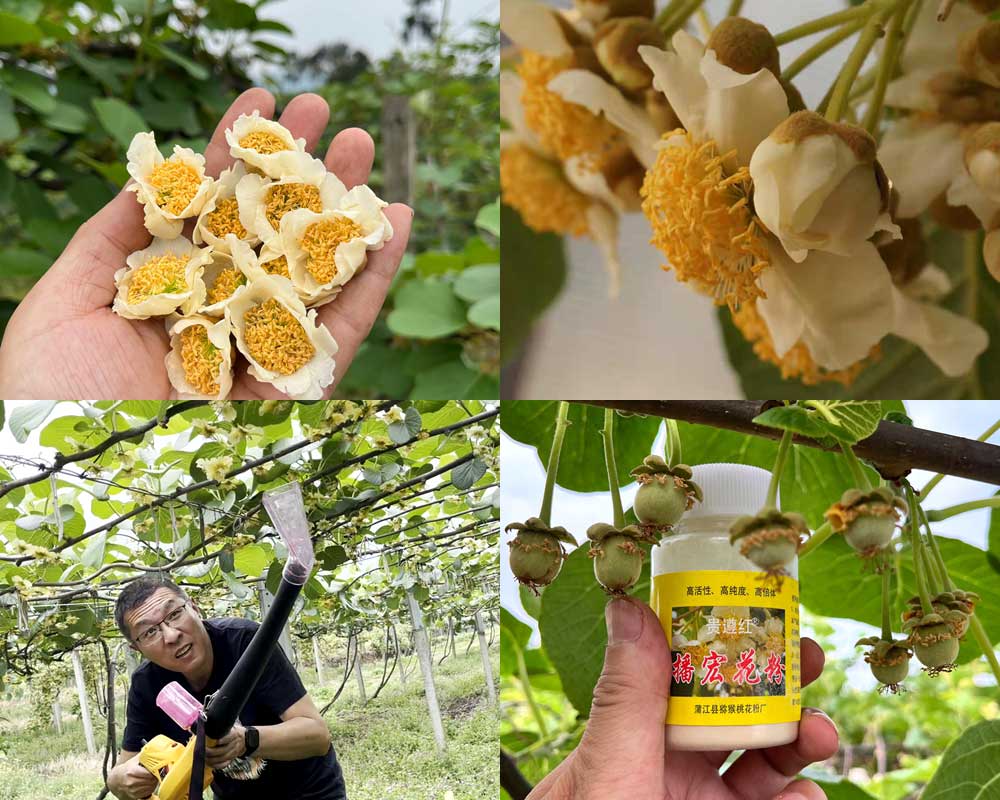 采摘獼猴桃公花，加工獼猴桃花粉