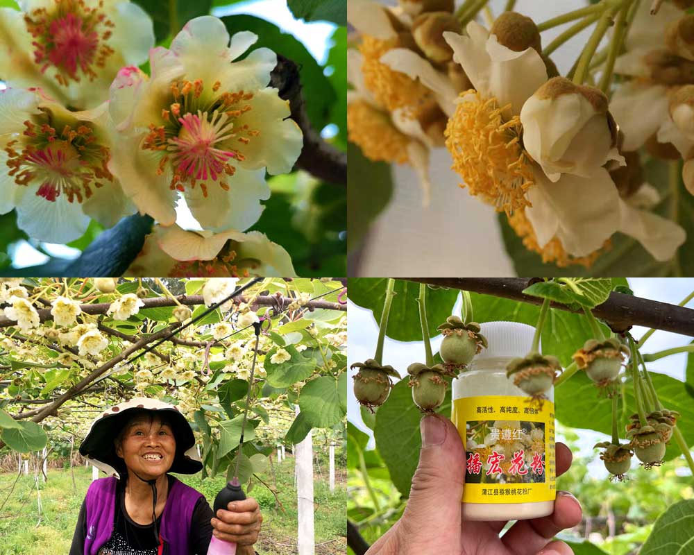 獼猴桃花粉活力檢測