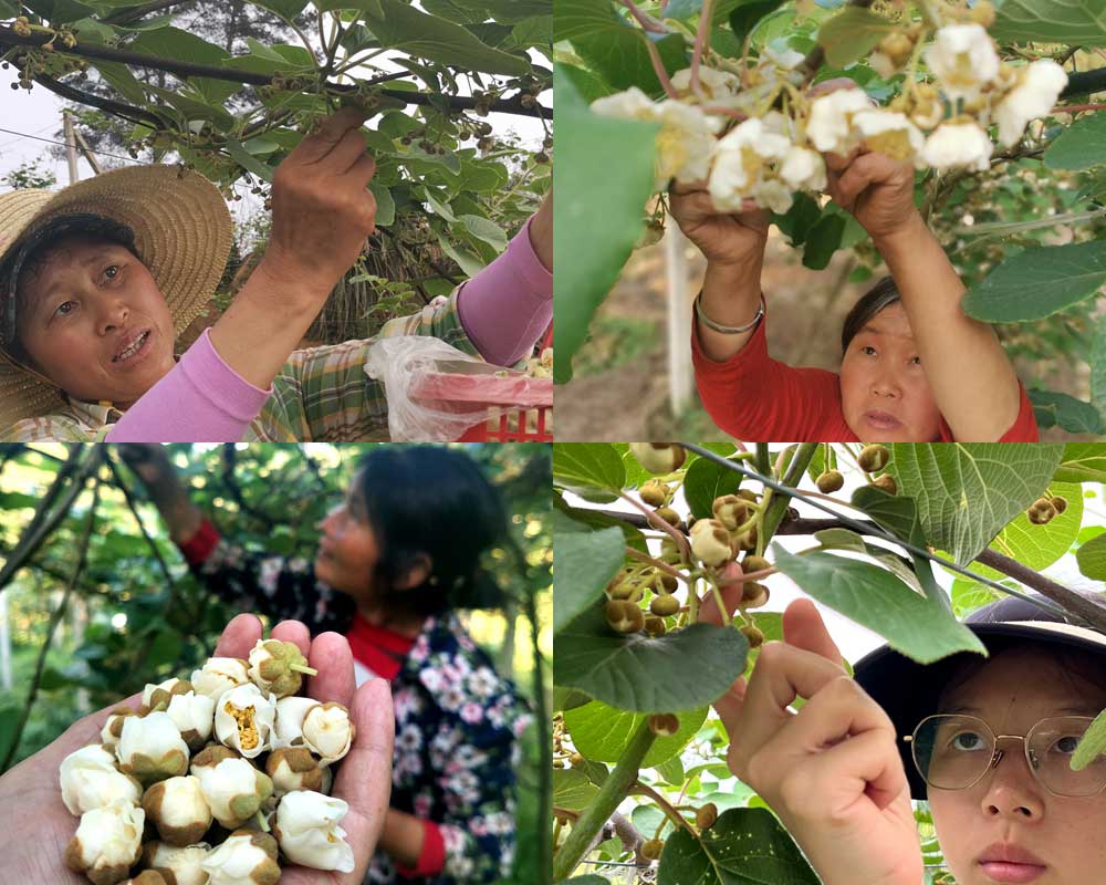 Pollen vitality detection of macaque