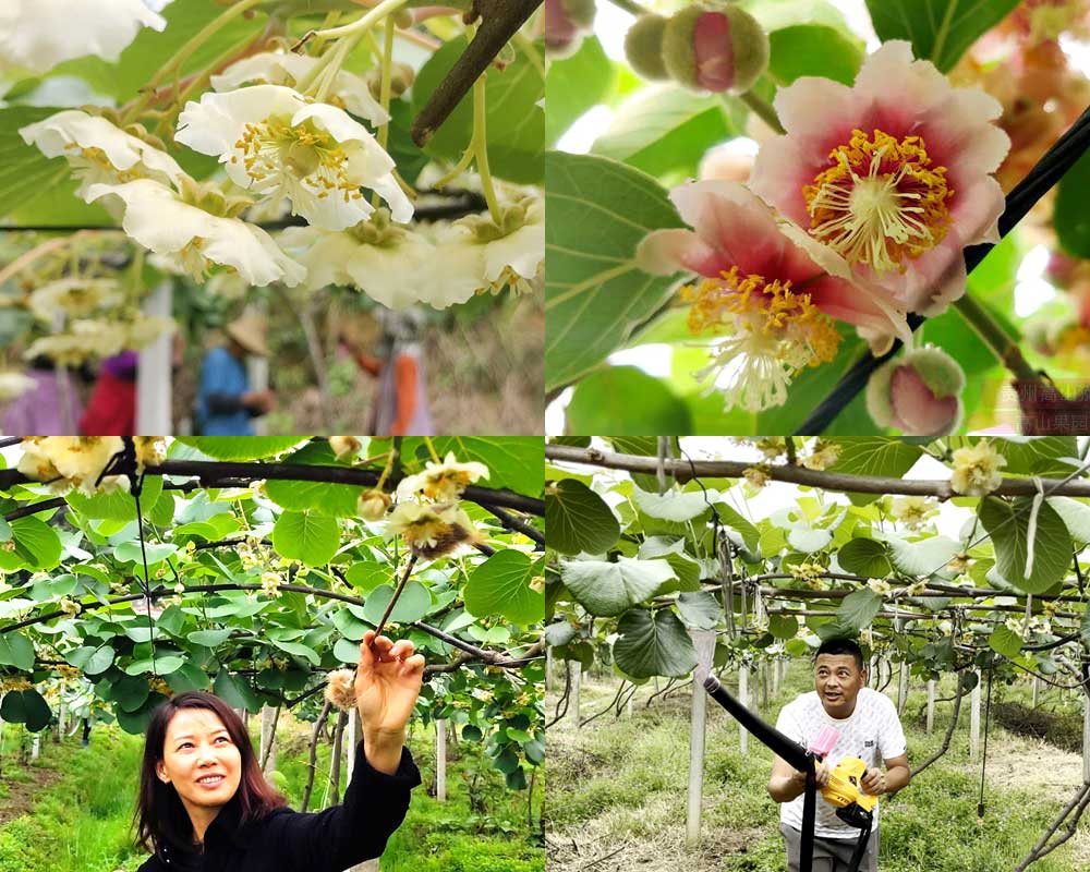 Pollen vitality detection of macaque