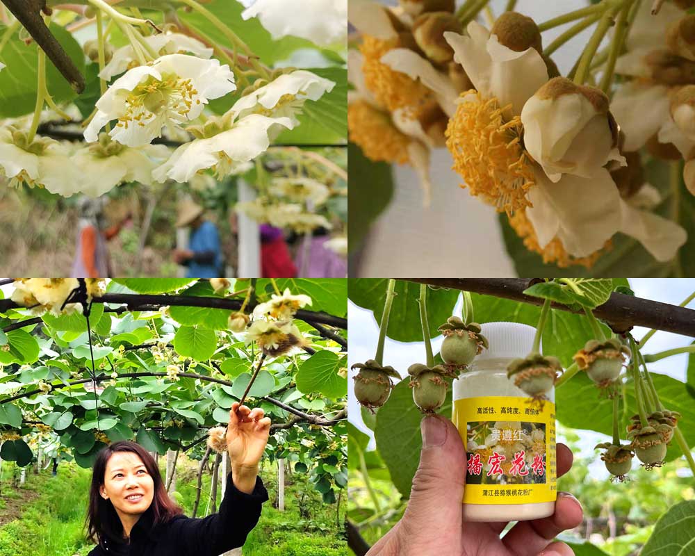 獼猴桃花粉授粉過程