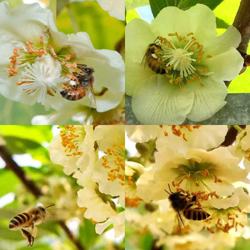 Bees are pollinating in the kiwi fruit orchard