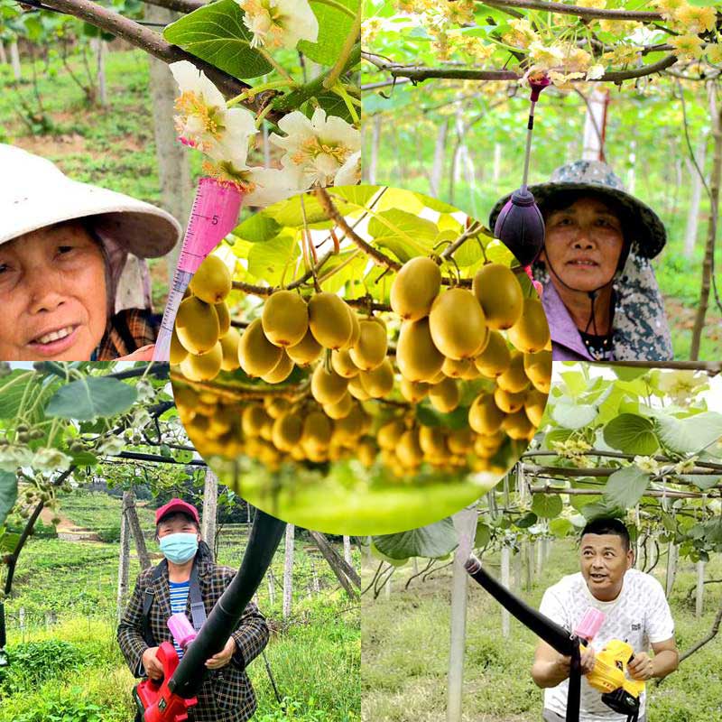 Common pollination methods in kiwifruit orchards