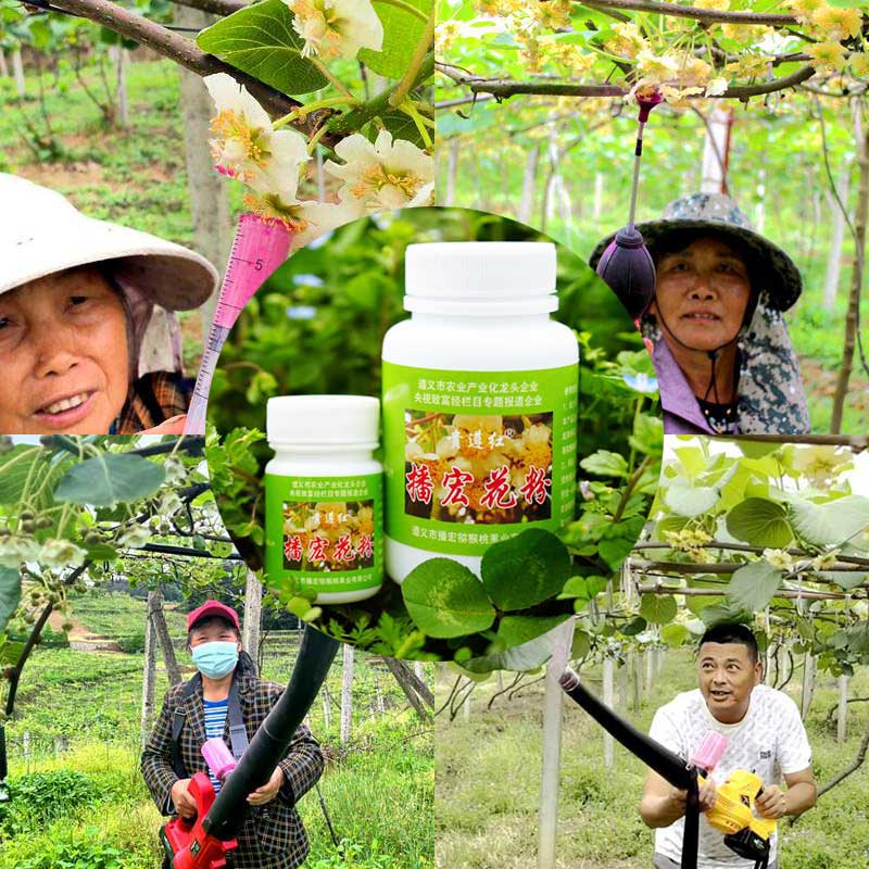 獼猴桃果園常見(jiàn)的授粉方式