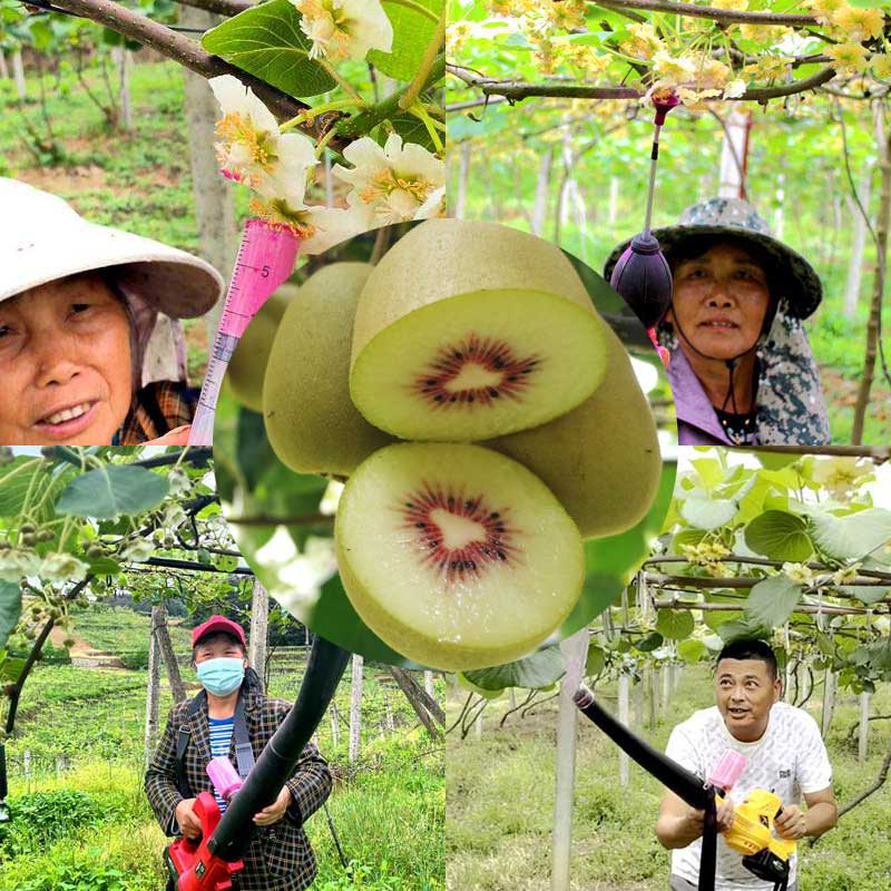 kiwi pollen applicator kiwi pollen applicator