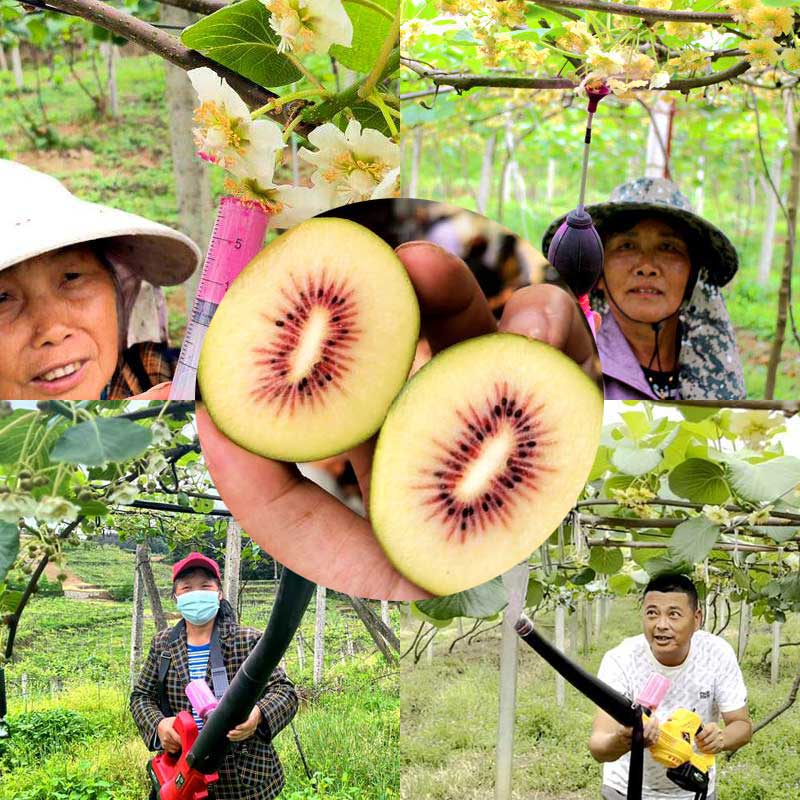 四川獼猴桃果園常用的授粉方法