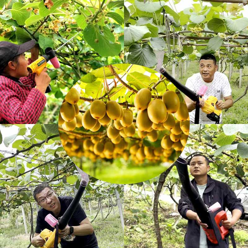 Common pollination methods in red heart kiwifruit orchards in Sichuan Province Common pollination methods in red heart kiwifruit orchards in Sichuan Province