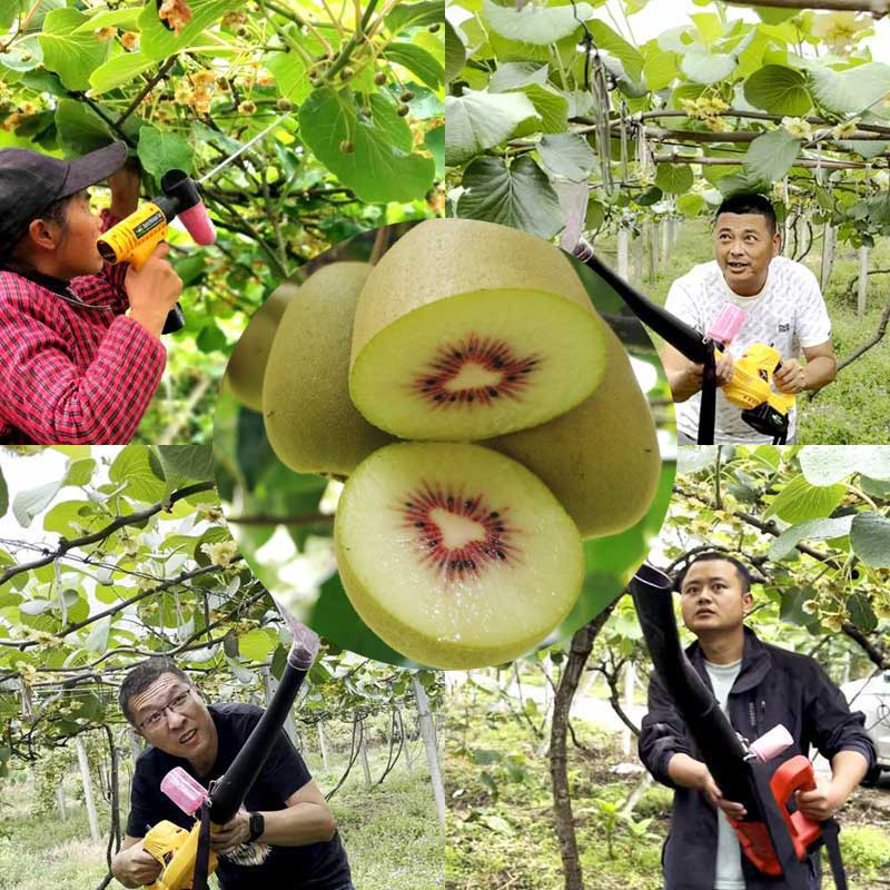 The kiwifruit orchards in China utilize electric pollinators for pollination The kiwifruit orchards in China utilize electric pollinators for pollination