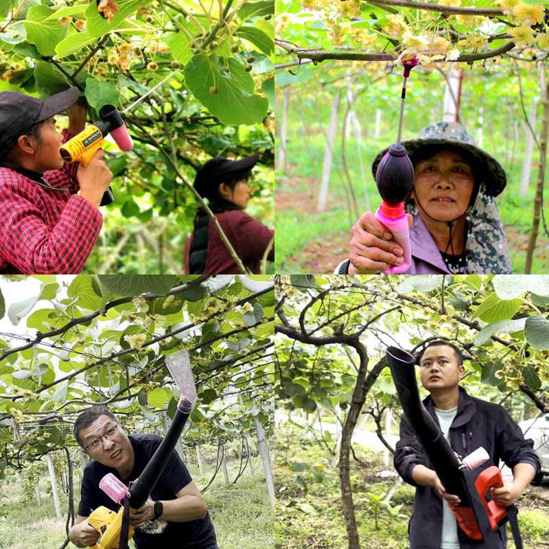 Pollination in New Zealand kiwifruit orchards