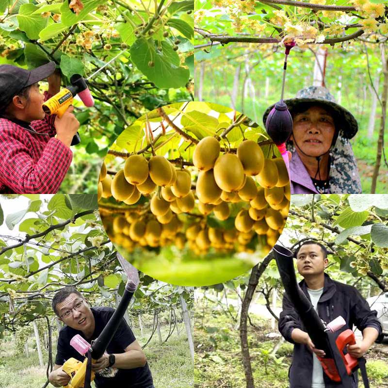 Pollination in New Zealand red heart kiwifruit orchard