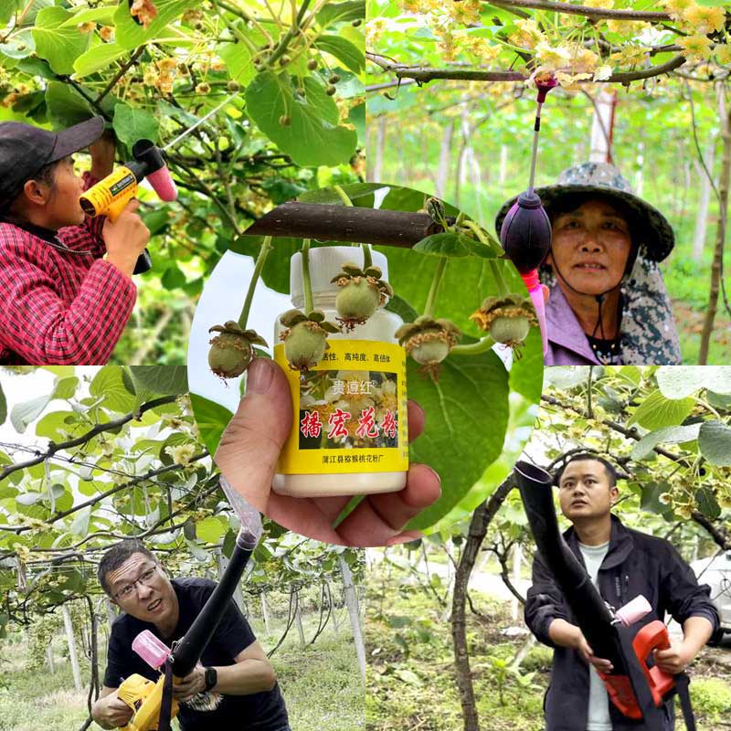 Pollination in New Zealand SunGold Kiwifruit Orchard