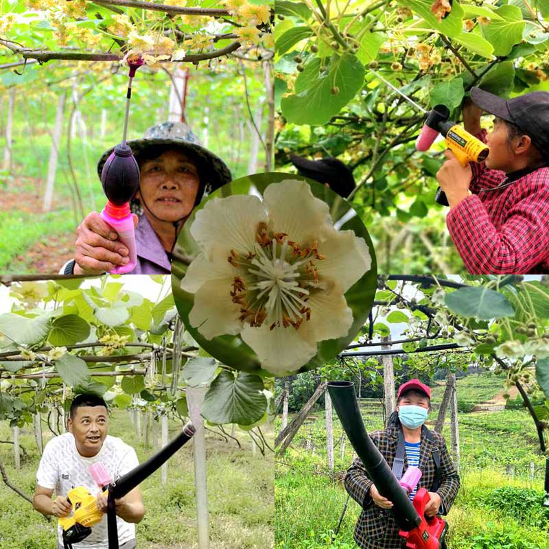 獼猴桃花粉授粉過(guò)程