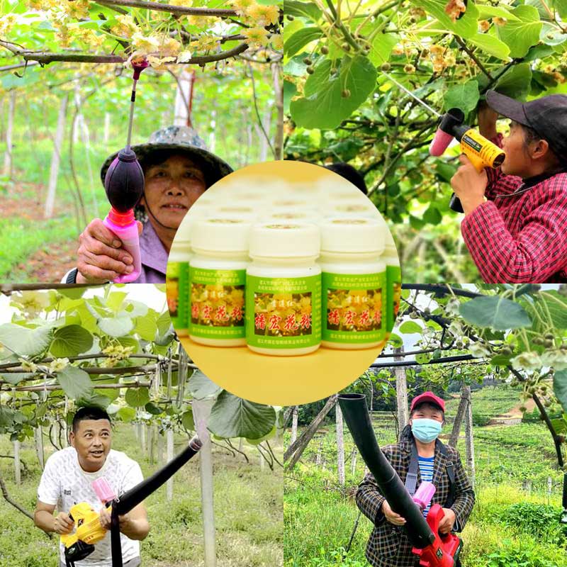SunGold Kiwifruit pollination equipment