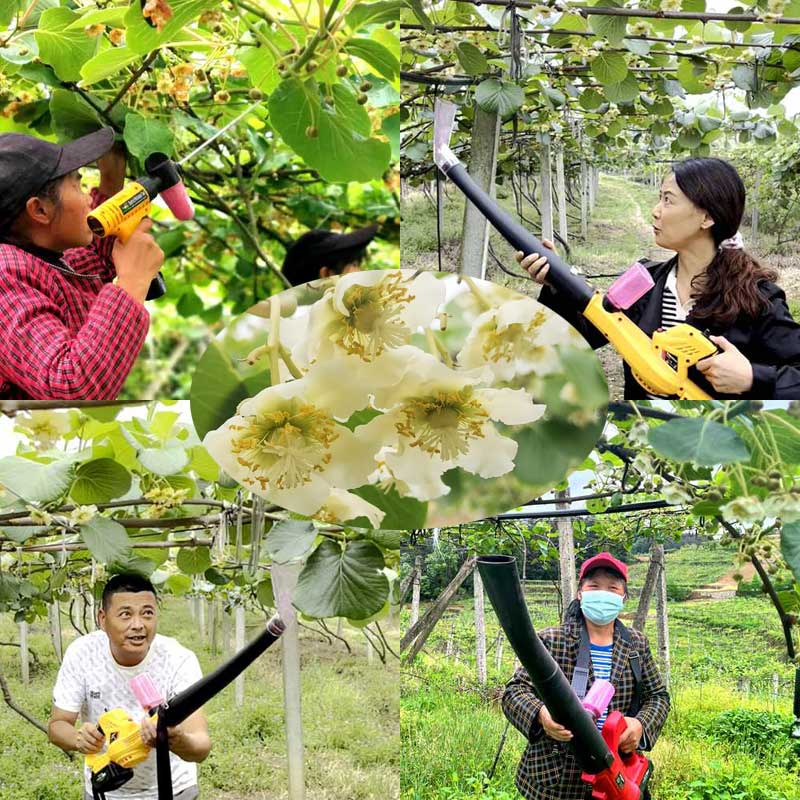 SunGold Kiwifruit pollination equipment