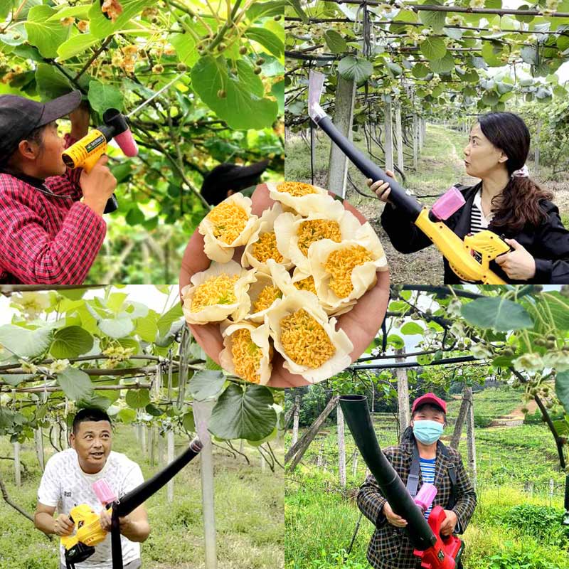 kiwi blossoms that have completed pollination