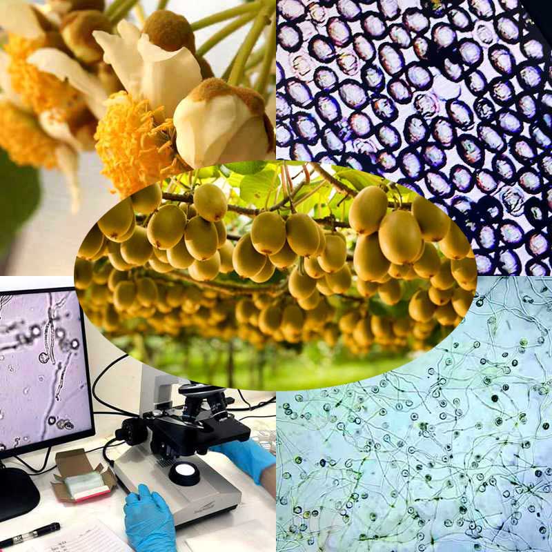 采用高活性獼猴桃花粉授粉的高產(chǎn)獼猴桃果園