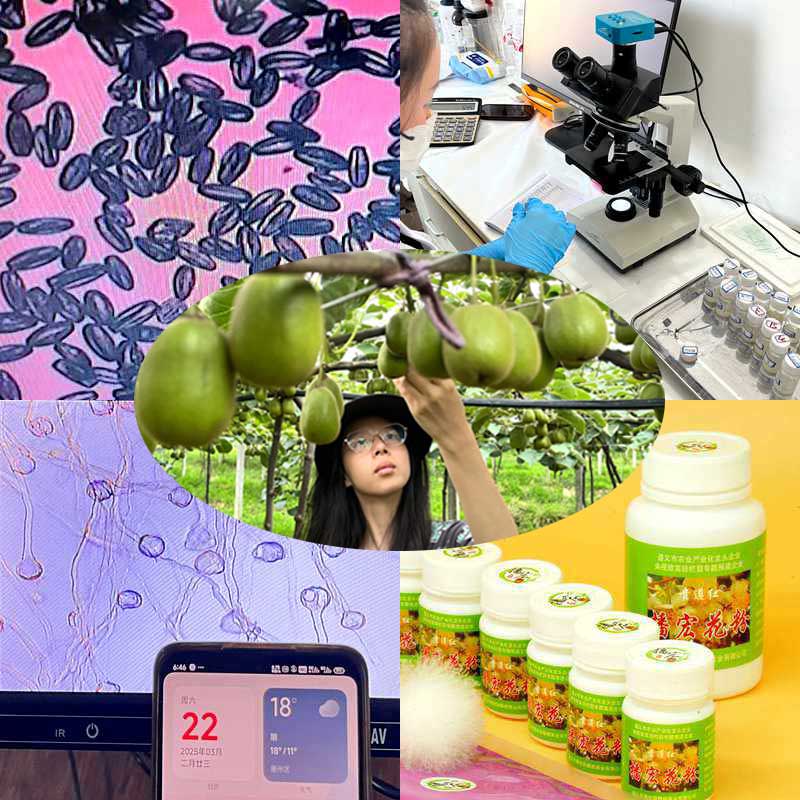 High yield kiwifruit orchard pollinated with highly active kiwifruit pollen