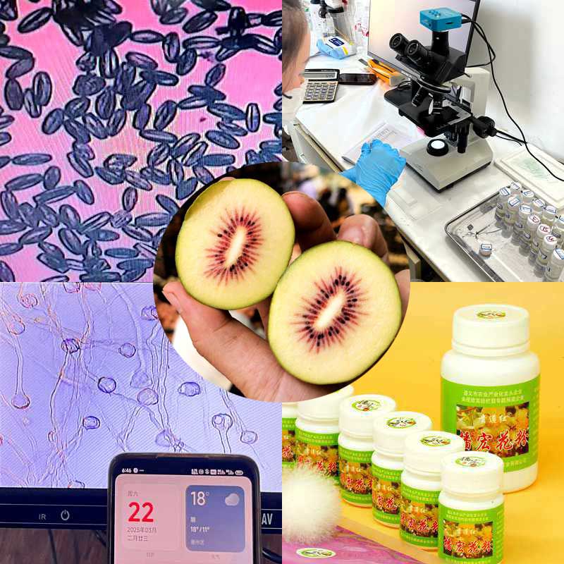 High yield kiwifruit orchard pollinated with highly active kiwifruit pollen