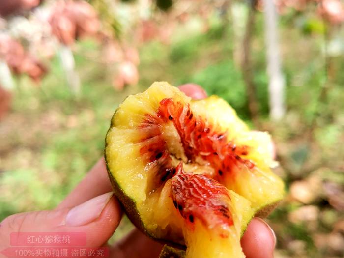 紅心獼猴桃價(jià)格