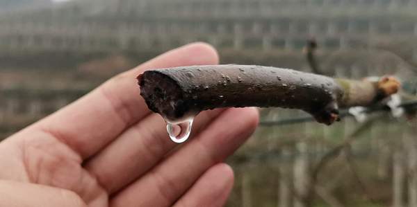 紅心獼猴桃細菌性潰瘍病
