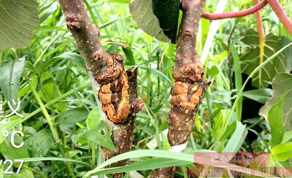 獼猴桃幼苗撕開(kāi)嫁接膜