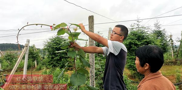 遵義東紅獼猴桃