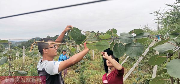 貴州獼猴桃技術(shù)管理