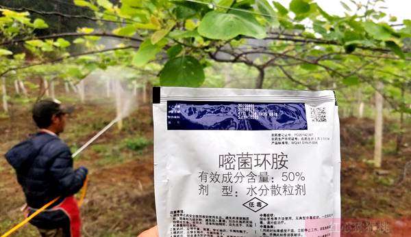 獼猴桃化學防治