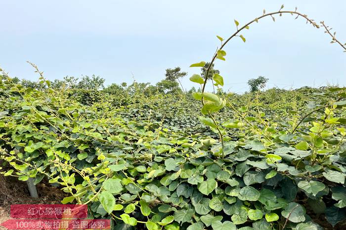 夏天的獼猴桃果園