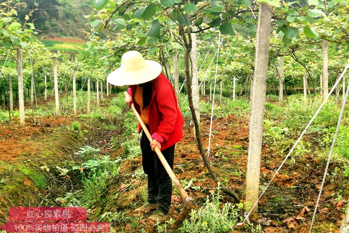 獼猴桃果園開(kāi)溝