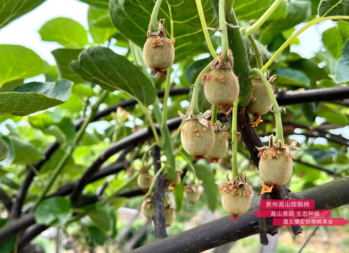 剛完成授粉的紅陽獼猴桃幼果