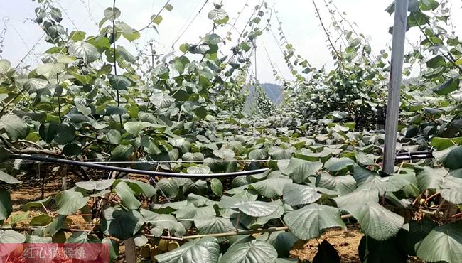 sungold金奇異果 sungold金奇異果