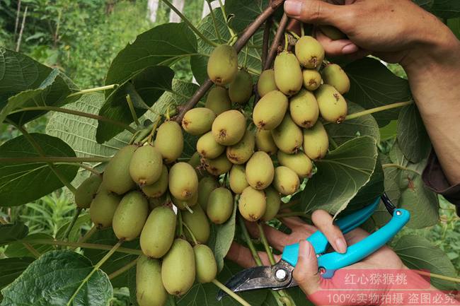 獼猴桃結(jié)果像葡萄一樣多了