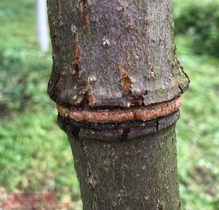 獼猴桃環(huán)割后恢復照片