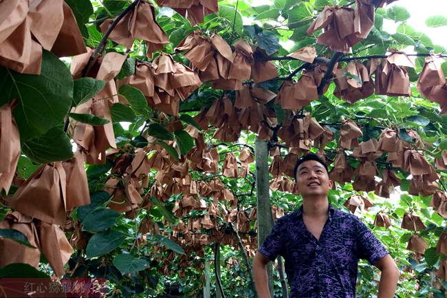 紅心獼猴桃幼果 紅心獼猴桃幼果